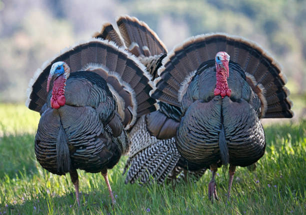 istock Two Male Wild Turkeys Showing Mating Display 1386690036