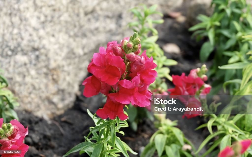 Antirrhinum or Snapdragon Flowers with Green Leaves Beautiful Flower, Fresh Red Antirrhinum, Snapdragon or Dragon Flowers in A Garden. Angel Stock Photo