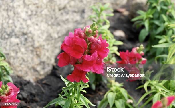 Antirrhinum Or Snapdragon Flowers With Green Leaves Stock Photo - Download Image Now
