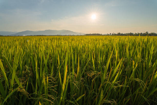 istock Rice harvest season 1386691320