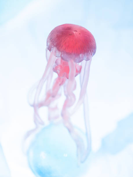 istock Rubber jellyfish in the backlight 1386692367