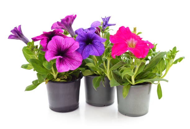 istock Colorful petunia in the pots. 1386693576