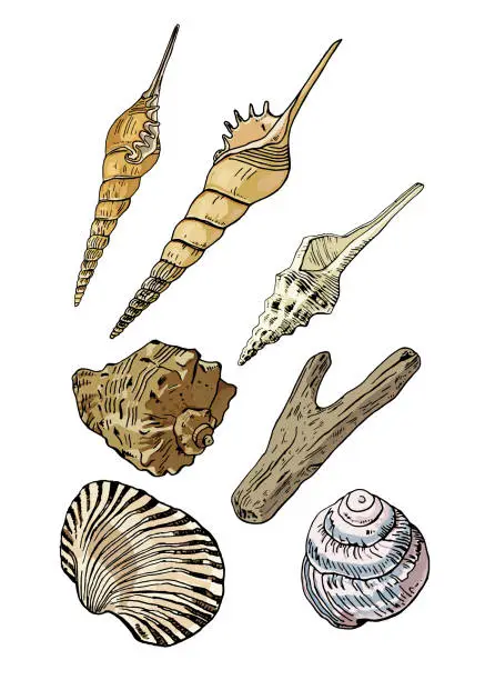 Vector illustration of Colored various mollusk seashell set vector drawing.