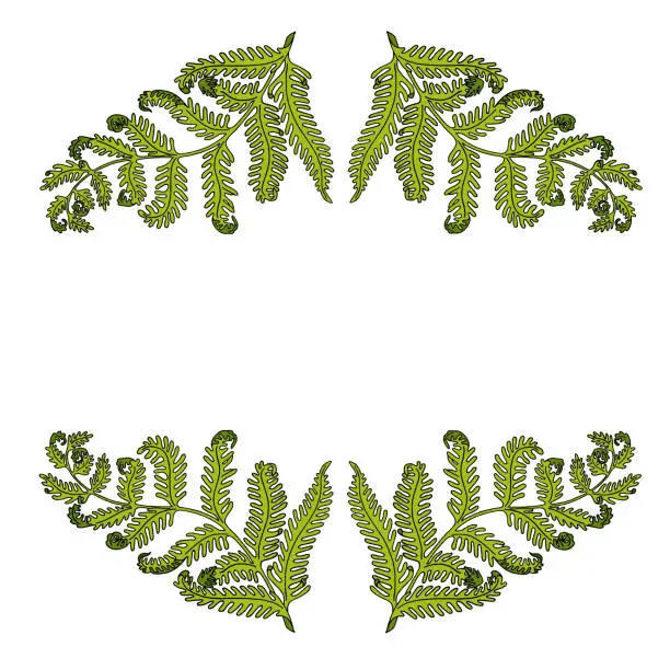 Vector illustration of Fern natural leaf vector herbal frame on white field