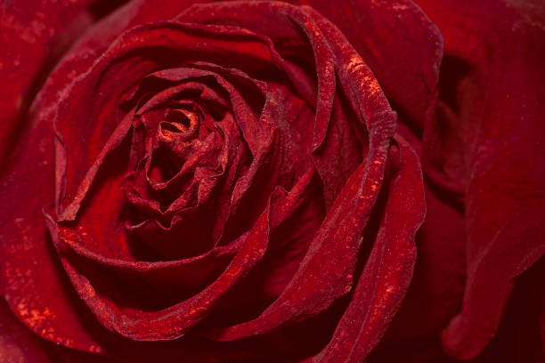 istock Burgundy rose close-up. Vintage style 1386696418