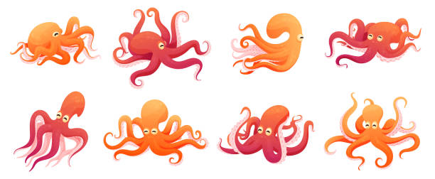 Collection funny childish octopus in different poses vector flat illustration Collection funny childish octopus in different poses vector flat illustration. Cheerful kids aquatic creature with eyes and tentacles isolated. Underwater wildlife habitat set nature sea fauna octopus stock illustrations