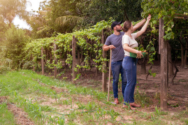 istock Couple picking fruits. 1386698464