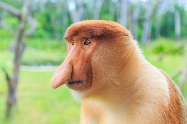 A young  Proboscis monkey about to jump to a tree in the rainforest in Puting National Park, on the bank of the Sekonyer River, Central Kalimantan, Indonesia Malaysia. The proboscis monkey has an unusually large nose (especially males), pot belly, and reddish-brown fur. Another name of this primate is 'Monyet belanda' monkey, literally meaning 'long-nosed'.