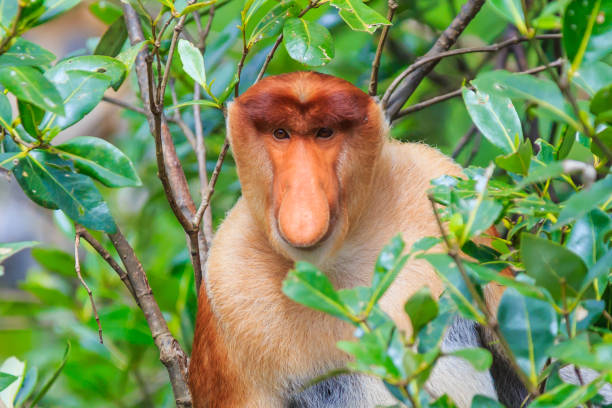 サルまたは鼻鼻腔炎 - monkey proboscis monkey malaysia island of borneo ストックフォトと画像