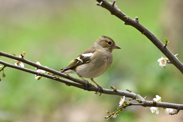 самка зяблика (fringilla coelebs) - chaffinch стоковые фото и изображения