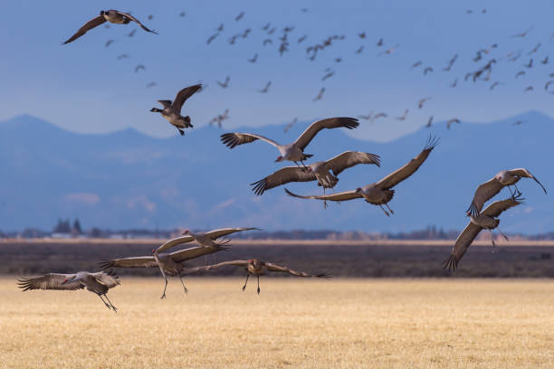 istock Migrating Greater Sandhill Cranes in Monte Vista, Colorado 1386699855