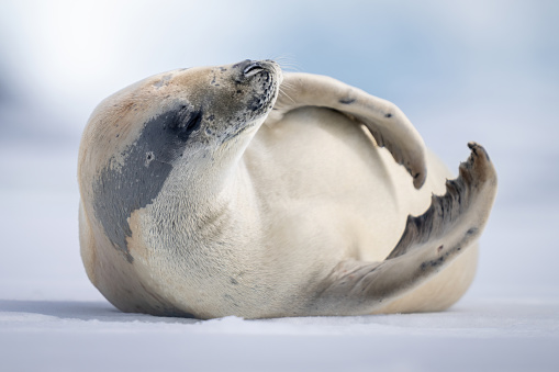 Crabeater seal lies on snow raising head