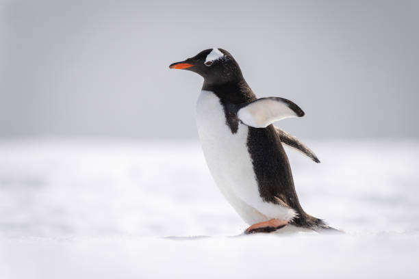 istock Gentoo penguin walks across snow facing left 1386700668
