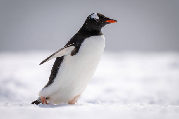 istock Gentoo penguin walks across snow facing right 1386700670