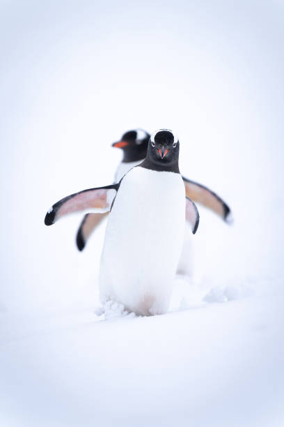 Two gentoo penguins cross snow in line