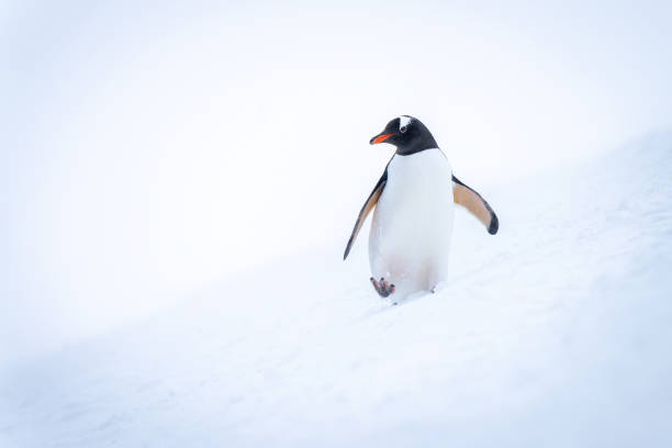 istock Gentoo penguin crosses snowy slope turning head 1386700735