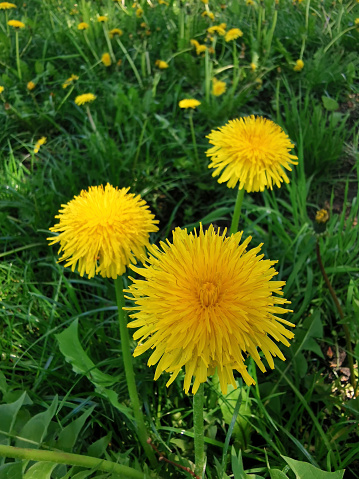 Yellow dandelion flowers among the green grass in early spring.