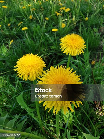 istock Yellow dandelions among the green grass in early spring 1386700972