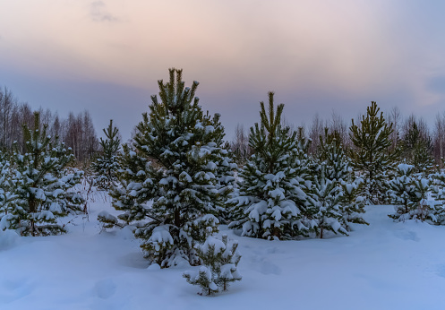 A group of young pine trees with snow-covered branches on a winter evening. a lot of white pure snow, sunset sky with pink tints. Hiking in the winter forest, maintaining your health