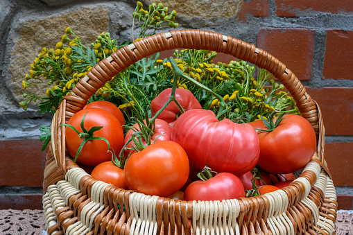 Homemade red tomatoes and autumn tansy flowers in a wicker basket against the background of a stone-brick wall. Autumn still life at home. Greenhouse tomatoes and medicinal flowers