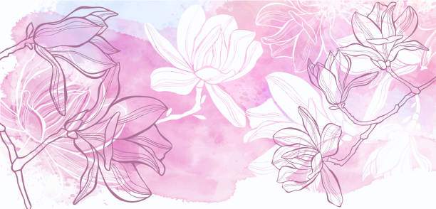 artystyczny botaniczny wektor tła. luksusowy design z kwiatami magnolii i akwarelowym pluskiem. projektowanie szablonów dla tekstu, opakowań i wydruków. - magnolia flower blossom botany stock illustrations