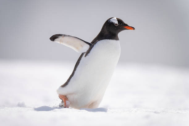 istock Gentoo penguin waddles across snow facing right 1386701987