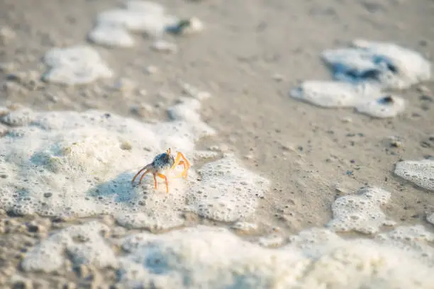 Photo of Little crab walking on beach with bubble sea water, Krabi