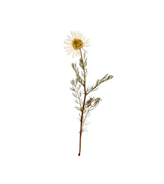 Pressed daisy. Pressed camomile. Dried camomile isolated on white background