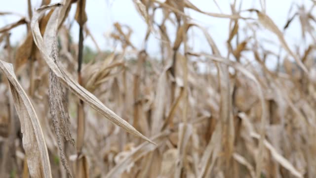 Withered corn stalks