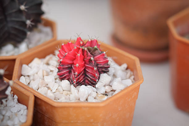 Beautiful Colorful Gymnocalycium cactus.
