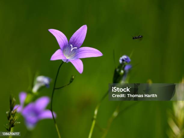 Closeup Of A Meadow Bellflower With Green Background Stock Photo - Download Image Now