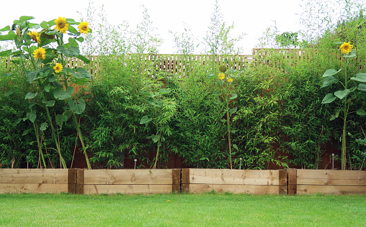 Domestic back garden. Lawn with wooden railway sleeper raised beds, troughs or planters in a row. With lush bamboo and sunflower plants. Screening an orange ship lap fence. Outdoors on a summer day.