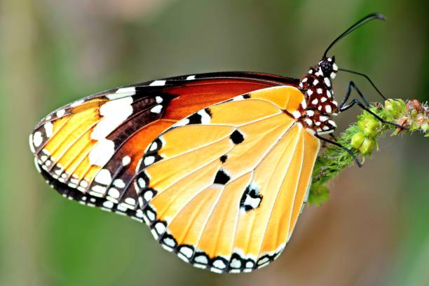 istock Butterfly drinking juice from flower. 1386707388
