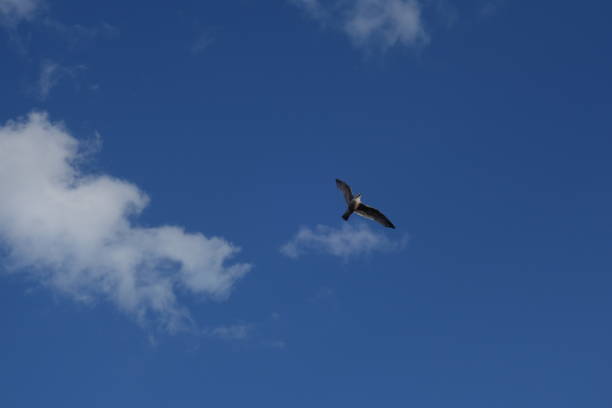 istock Flying seagull against the blue sky with few clouds 1386708020