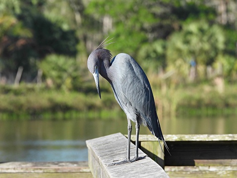 Little Blue Heron - profile