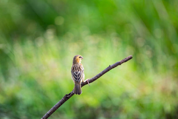 istock Asian golden weaver 1386708715