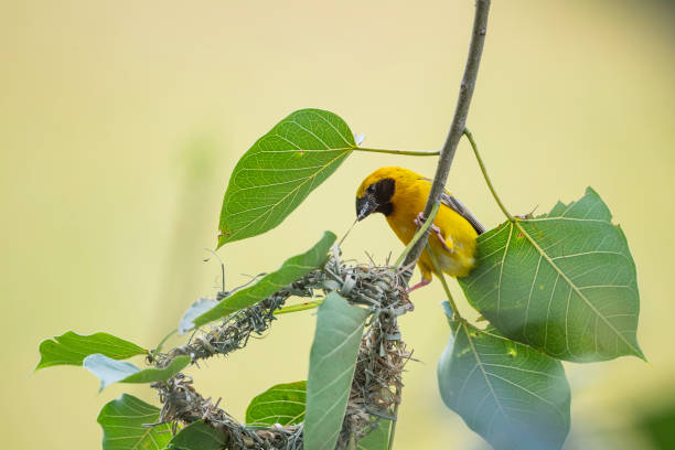 istock Asian golden weaver 1386708743