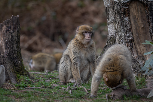 Macacos de Berbería jugando photo