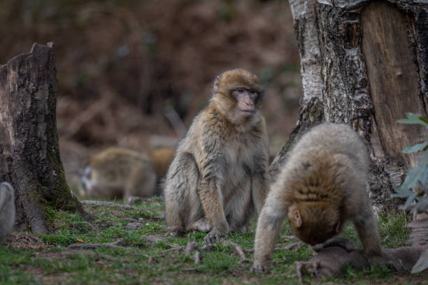 Barbary macaques playing stock photo