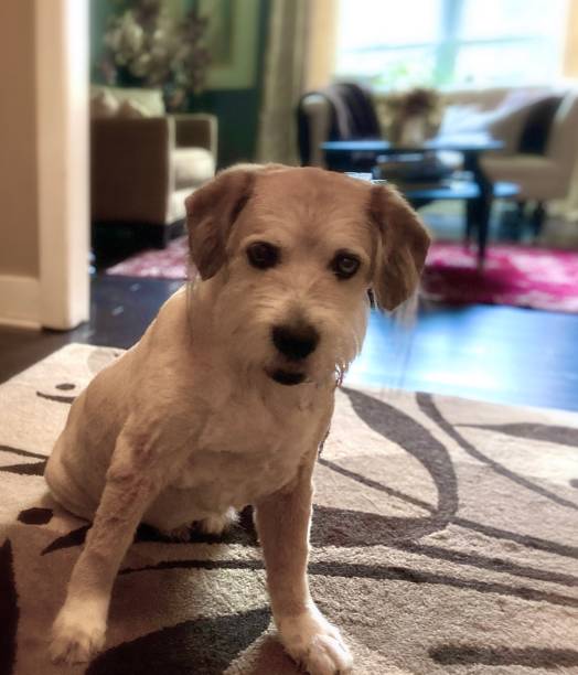 istock Yellow scruffy mixed breed dog indoors sitting looking at camera 1386709231