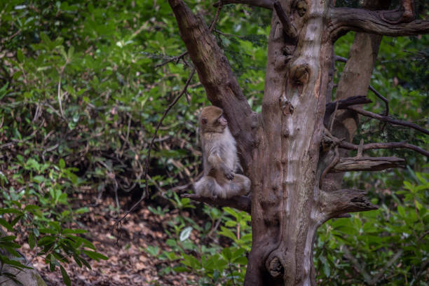 macaco barbaro che gioca su un albero - bertuccia di gibilterra foto e immagini stock