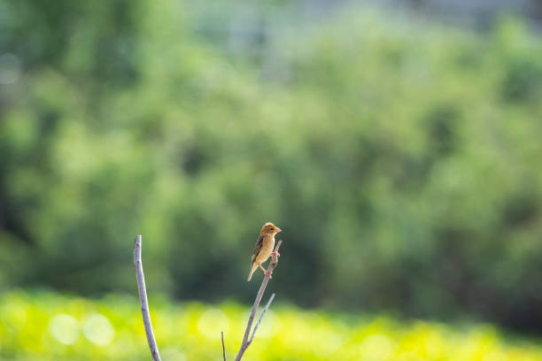 istock Asian golden weaver 1386710419