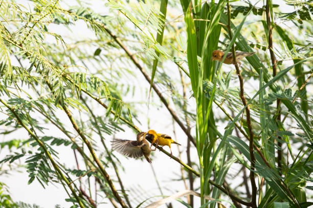 A male and female Asian golden weaver are fighting each other on a tree branch.