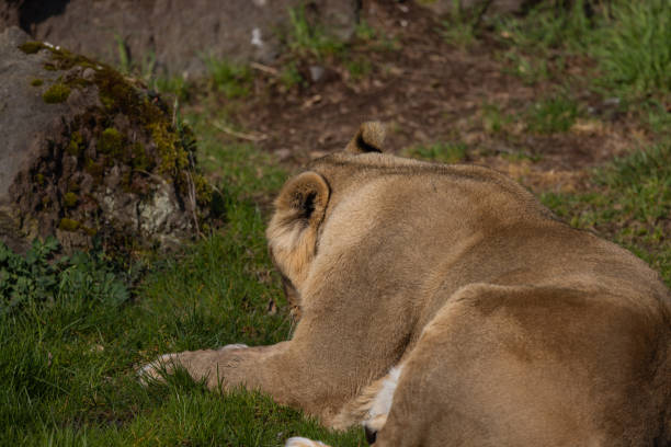 uma leoa se deita exausta no chão e lambe sua pele. os leões são encontrados principalmente no sul da áfrica e, infelizmente, são frequentemente caçados por caçadores furtivos. - unfortunately - fotografias e filmes do acervo