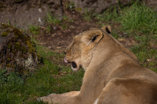 uma leoa se deita exausta no chão e lambe sua pele. os leões são encontrados principalmente no sul da áfrica e, infelizmente, são frequentemente caçados por caçadores furtivos. - unfortunately - fotografias e filmes do acervo