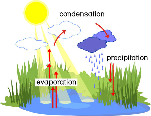 illustrations, cliparts, dessins animés et icônes de cycle de l’eau. schéma avec cycle de l’eau (évaporation, précipitation, condensation) dans la nature pour les cours scolaires - cycle de leau