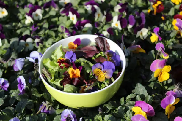 delicious salad with edible blossoms in a pansy field