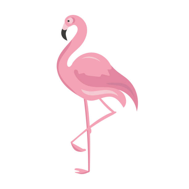 illustrations, cliparts, dessins animés et icônes de un flamant rose - feather pink white isolated