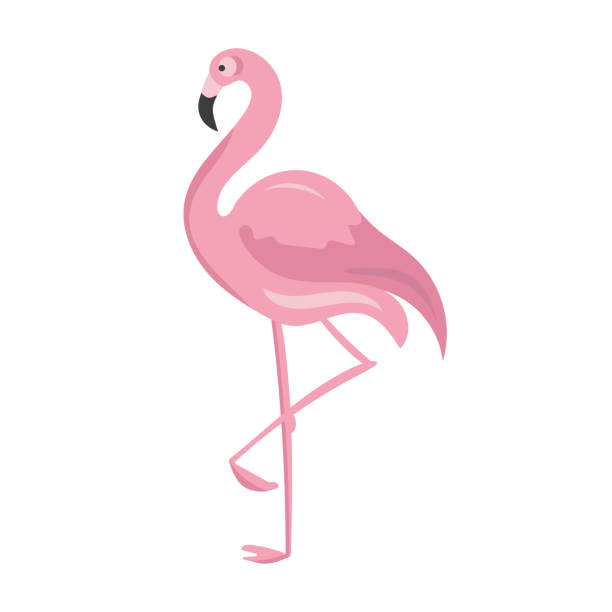 One pink flamingo One pink flamingo isolated on white background. Vector illustration flamingo stock illustrations