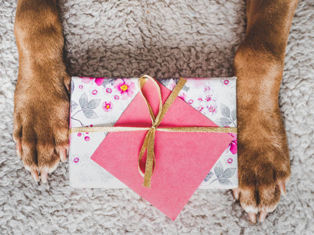 istock Lovable, pretty puppy brown color and gift box 1386714633